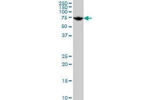 HSPA1L monoclonal antibody (M02), clone 7H6 Western Blot analysis of HSPA1L expression in HeLa . (HSPA1L 抗体  (AA 561-641))