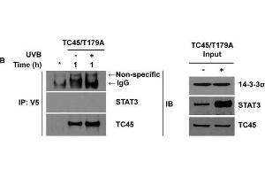 Western Blotting (WB) image for anti-Stratifin (SFN) antibody (ABIN2854867)