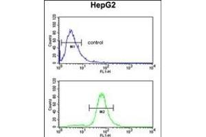 GSTA4 Antibody (N-term) (ABIN652919 and ABIN2842591) flow cytometric analysis of HepG2 cells (bottom histogram) compared to a negative control cell (top histogram). (GSTA4 抗体  (N-Term))