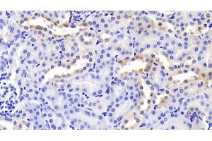 Detection of HOP in Mouse Kidney Tissue using Polyclonal Antibody to Homeodomain Only Protein (HOP) (HOPX 抗体  (AA 11-73))