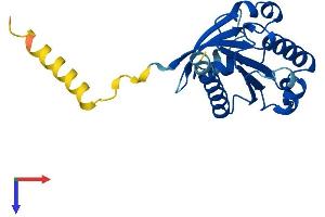 ARL15 Protein (AA 1-204) (His tag)