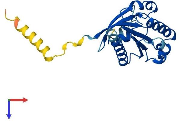 ARL15 Protein (AA 1-204) (His tag)