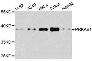 Western blot analysis of extracts of various cell lines, using PRKAB1 antibody. (PRKAB1 抗体  (AA 1-80))