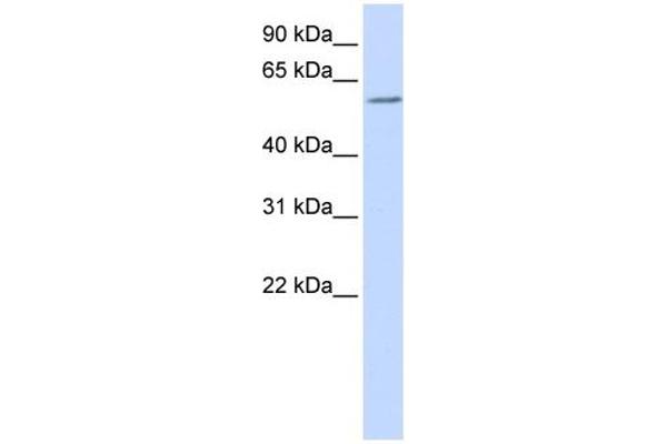 ZBTB7A anticorps  (N-Term)