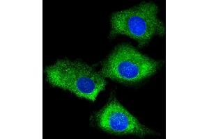 Immunofluorescent analysis of 4 % paraformaldehyde-fixed, 0. (RPS7 抗体  (AA 158-191))
