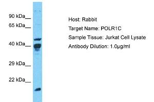 Host: Rabbit Target Name: POLR1C Sample Type: Jurkat Whole Cell lysates Antibody Dilution: 1. (POLR1C 抗体  (N-Term))
