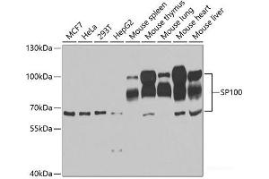 Western blot analysis of extracts of various cell lines using SP100 Polyclonal Antibody at dilution of 1:1000. (SP100 抗体)