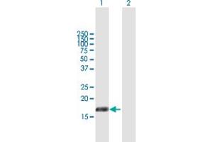 Western Blot analysis of PIGH expression in transfected 293T cell line by PIGH MaxPab polyclonal antibody. (PIGH 抗体  (AA 1-188))