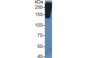 Detection of RELN in Mouse Fetal rat lysate using Polyclonal Antibody to Reelin (RELN) (Reelin 抗体  (AA 3143-3461))