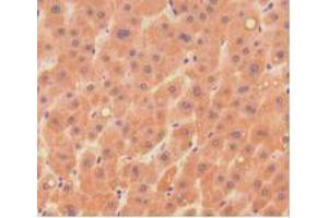 IHC-P analysis of Human Liver Tissue, with DAB staining. (DNASE1 抗体  (AA 19-259))