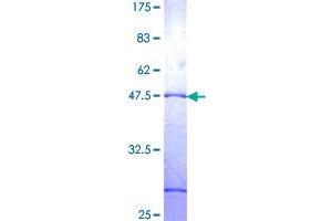 ZNF26 Protein (AA 1-199) (GST tag)