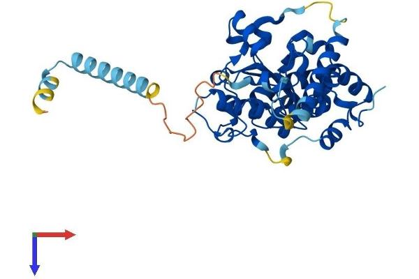 CHST11 Protein (AA 1-352) (His tag)