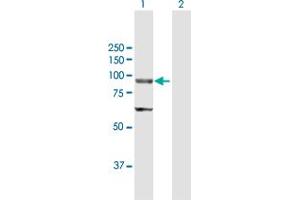 Western Blot analysis of ELAC2 expression in transfected 293T cell line by ELAC2 MaxPab polyclonal antibody. (ELAC2 抗体  (AA 1-826))