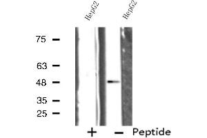 Western blot analysis of extracts from HepG2 cells, using SERC1 antibody. (SERINC1 抗体  (C-Term))
