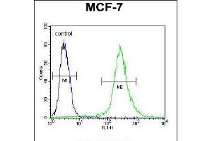 Flow cytometric analysis of MCF-7 cells (right histogram) compared to a negative control cell (left histogram). (RPS24 抗体  (AA 65-93))
