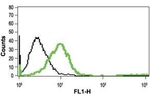 Cell surface detection of mGluR1 in live intact Jurkat cells: (black line) Unstained cells + goat-anti-rabbit-FITC. (Metabotropic Glutamate Receptor 1 抗体  (Extracellular))
