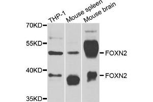 Western blot analysis of extracts of various cell lines, using FOXN2 antibody (ABIN5974318) at 1/1000 dilution. (FOXN2 抗体)
