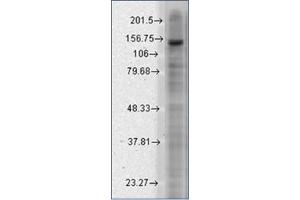 Western Blotting (WB) image for anti-Potassium Channel, Subfamily T, Member 2 (KCNT2) (AA 564-624) antibody (ABIN492454) (KCNT2 抗体  (AA 564-624))