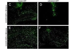 IHC - Immuno-Fluorescence of Biotin Mouse anti-GFP antibody. (GFP 抗体  (Biotin))