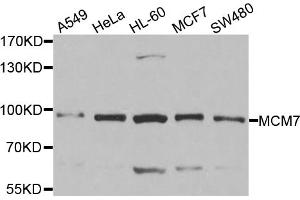Western blot analysis of extracts of various cell lines, using MCM7 antibody (ABIN5970486) at 1/1000 dilution. (MCM7 抗体)