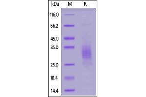 Biotinylated Human TREM2, His,Avitag™ on  under reducing (R) condition.