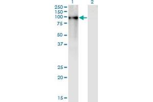 Western Blot analysis of ZNF41 expression in transfected 293T cell line by ZNF41 monoclonal antibody (M02), clone 4D6. (ZNF41 抗体  (AA 221-321))