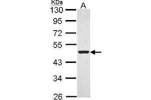 WB Image Sample (30 ug of whole cell lysate) A: Hep G2 , 10% SDS PAGE antibody diluted at 1:1000 (Flotillin 1 抗体  (C-Term))
