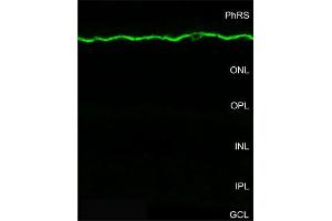 Indirect immunostaining of the membrana limitans externa in the mouse retina (dilution 1 : 5000).
