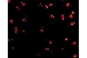 Immunofluorescence (IF) image for anti-Integrin alpha 4 (ITGA4) (Middle Region 2) antibody (ABIN1031199)