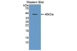Western Blotting (WB) image for anti-Chemokine (C-X-C Motif) Ligand 1 (Melanoma Growth Stimulating Activity, Alpha) (CXCL1) antibody (ABIN3201224) (CXCL1 抗体)