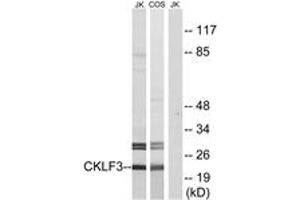 Western blot analysis of extracts from Jurkat/COS cells, using CKLF3 Antibody. (CKLF 抗体  (AA 1-50))