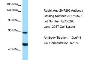 Western Blotting (WB) image for anti-Zinc Finger Protein 292 (ZNF292) (C-Term) antibody (ABIN2784241) (ZNF292 抗体  (C-Term))