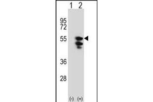 Western blot analysis of TUFM (arrow) using rabbit polyclonal TUFM Antibody (N-term) (ABIN389459 and ABIN2839526). (TUFM 抗体  (N-Term))