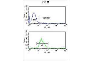 Flow cytometric analysis of CEM cells using ITPKC Antibody (N-term) Cat. (ITPKC 抗体  (N-Term))