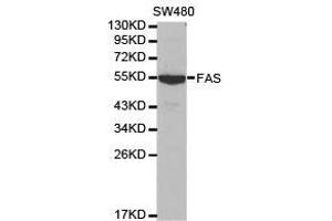 Western Blotting (WB) image for anti-TNF Receptor Superfamily, Member 6 (FAS) antibody (ABIN1872658) (FAS 抗体)