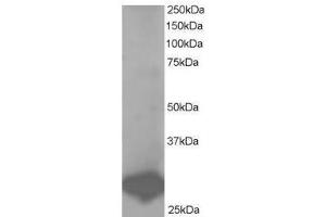 Image no. 1 for anti-B-Cell Receptor-Associated Protein 31 (BCAP31) (C-Term) antibody (ABIN374194) (BCAP31 抗体  (C-Term))