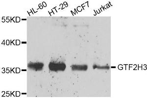Western blot analysis of extracts of various cells, using GTF2H3 antibody. (GTF2H3 抗体)
