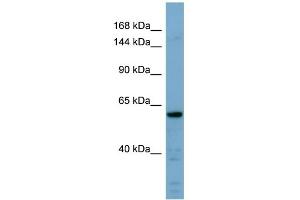 WB Suggested Anti-CDH23 Antibody Titration:  0. (CDH23 抗体  (Middle Region))