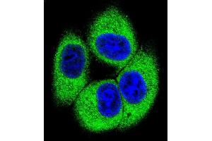 Confocal immunofluorescent analysis of TSSK4 Antibody (C-term) (ABIN655194 and ABIN2844810) with 293 cell followed by Alexa Fluor 488-conjugated goat anti-rabbit lgG (green).