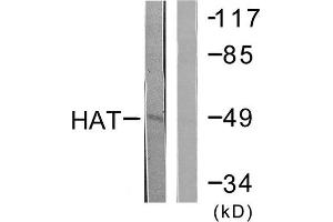 Western Blotting (WB) image for anti-Histone Acetyltransferase (HAT) (C-Term) antibody (ABIN1848825) (HAT 抗体  (C-Term))