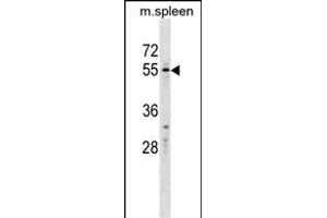 WFIKKN2 Antibody (C-term) (ABIN1537446 and ABIN2849883) western blot analysis in mouse spleen tissue lysates (35 μg/lane). (WFIKKN2 抗体  (C-Term))