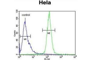 Flow cytometric analysis of Hela cells using H2AFY2 / MACROH2A2 Antibody (N-term) Cat. (H2AFY2 抗体  (N-Term))