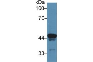 Western Blot; Sample: Rat Skeletal muscle lysate; Primary Ab: 5µg/ml Rabbit Anti-Rat ATP6AP2 Antibody Second Ab: 0. (ATP6AP2 抗体  (AA 18-302))