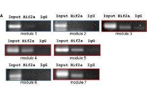 Hif2-alpha binds to leg1a and leg1b promoters. (EPAS1 抗体)