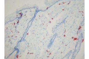 Image no. 1 for anti-Macrophages antibody (ABIN481694) (Macrophages 抗体)