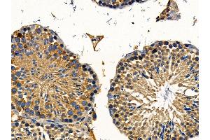 WASH1 Antibody at 1/100 staining mouse testis tissue by IHC-P. (WAS Protein Family Homolog 1 (WASH1) 抗体)