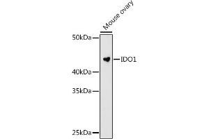 Western blot analysis of extracts of Mouse ovary cells, using IDO1 antibody (ABIN7267863) at 1:1000 dilution. (IDO1 抗体)