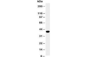 Western blot testing of SPARC antibody and HeLa cell lysate. (SPARC 抗体  (AA 284-303))