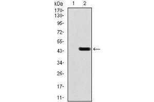 Western blot analysis using GRIA2 mAb against HEK293 (1) and GRIA2 (AA: 652-807)-hIgGFc transfected HEK293 (2) cell lysate. (GRIA2 抗体  (AA 652-807))