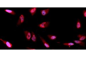 Immunofluorescence (IF) image for anti-CD33 (CD33) (AA 18-259) antibody (APC) (ABIN5567441)